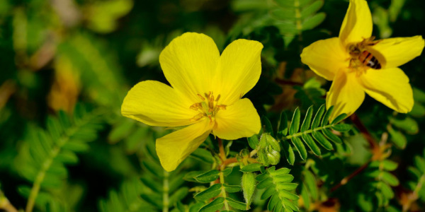 Tribulus terrestris: effects, benefits and risks