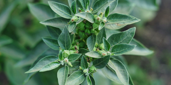 Ashwagandha: risks and side effects