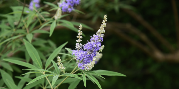 Agnocasto: Properties, Active Compounds, and Traditional Uses