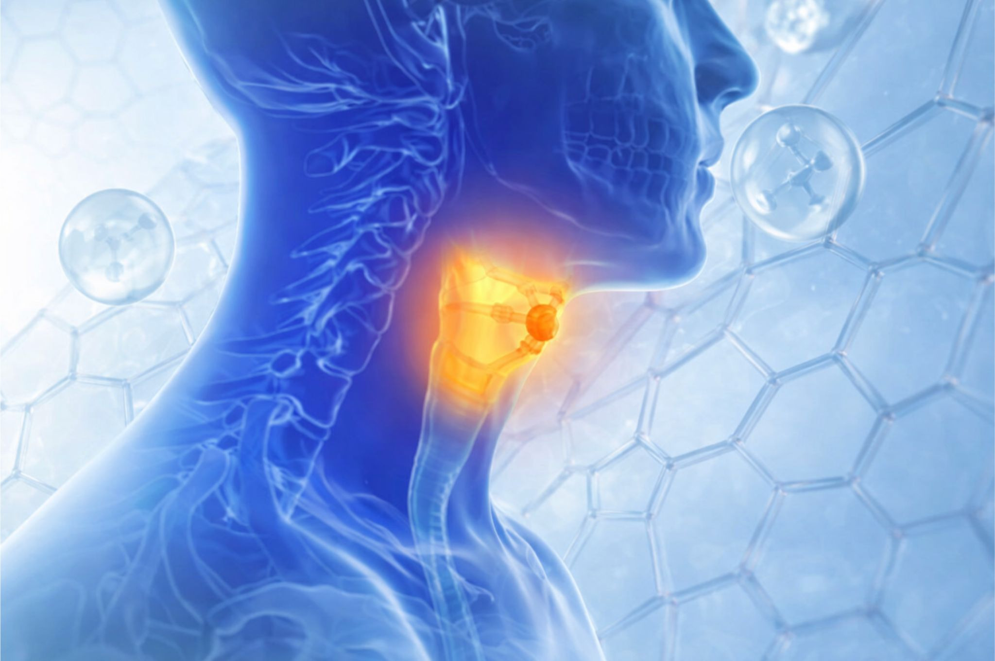 Le collagène est-il mauvais pour la thyroïde ? Liens et contre-indications