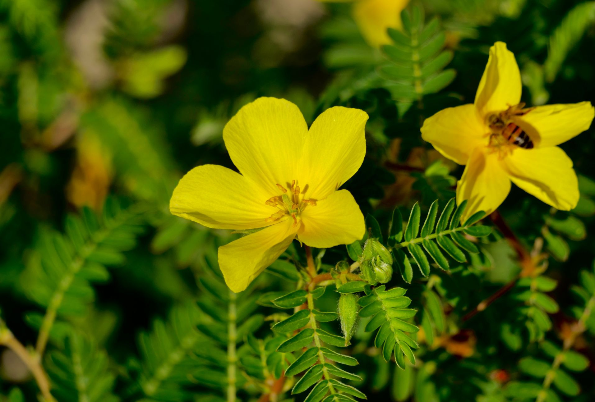 Tribulus terrestris: effects, benefits and risks