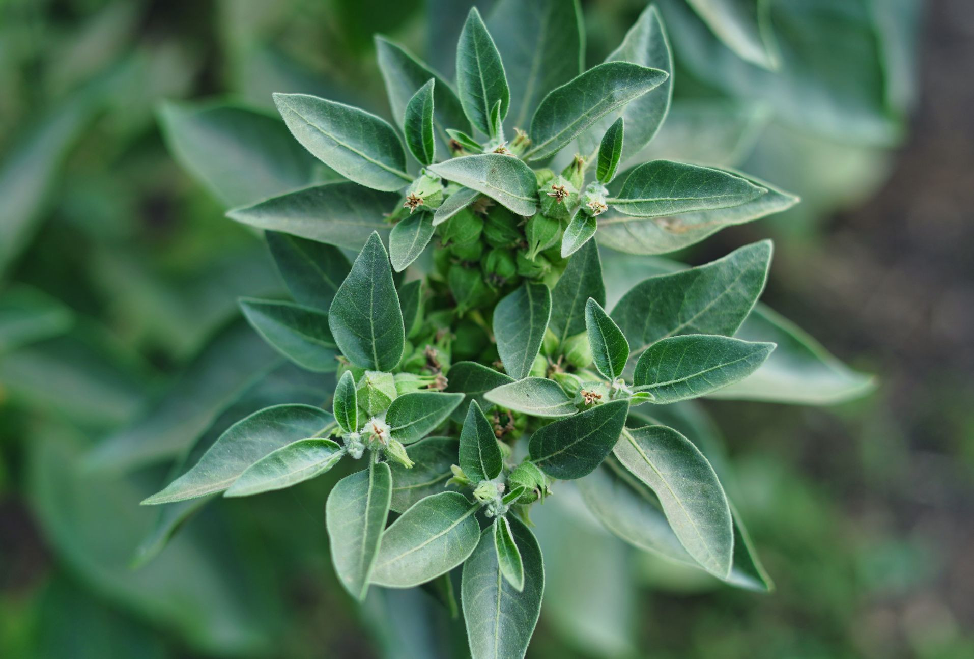 Ashwagandha: risks and side effects