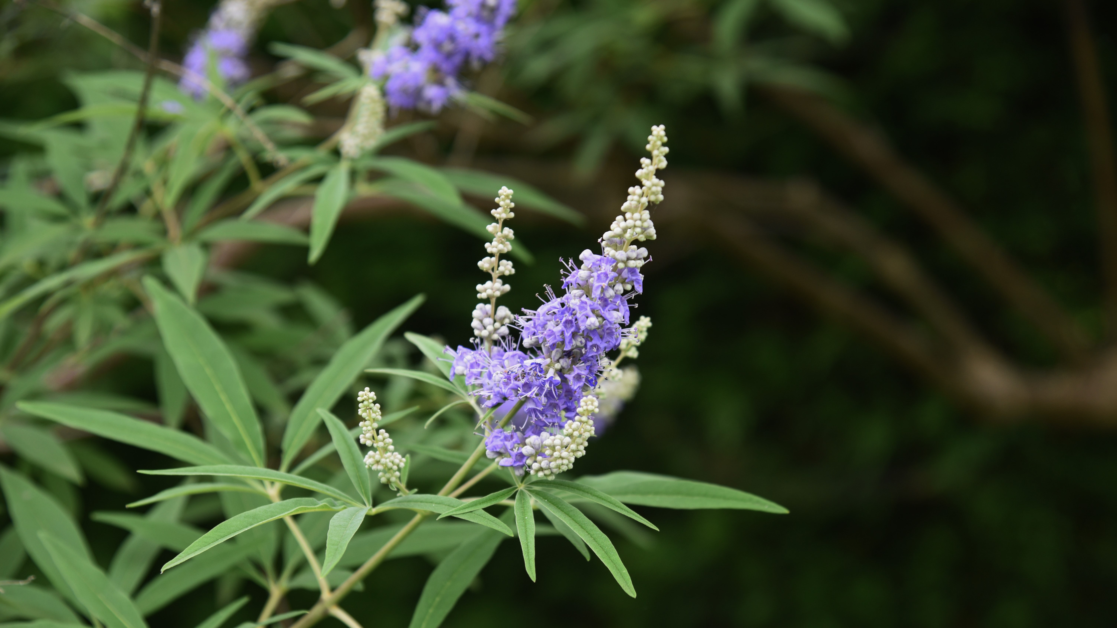Agnocasto: Properties, Active Compounds, and Traditional Uses